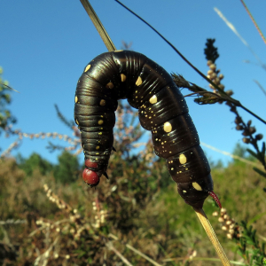 Hawk moth caterpillars
