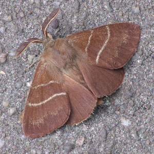 Fox moth
