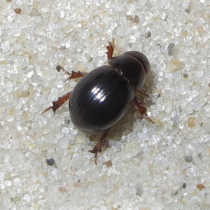 Dune scarab beetle