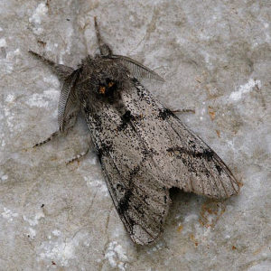 Dark tussock moth