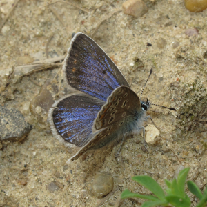 Gossamer-winged butterfly