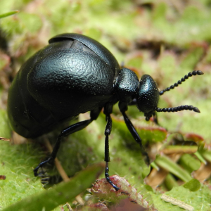Short-necked oil beetle