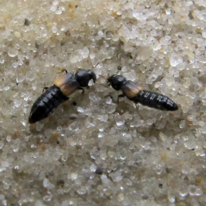 Sandbank-Salzkäfer