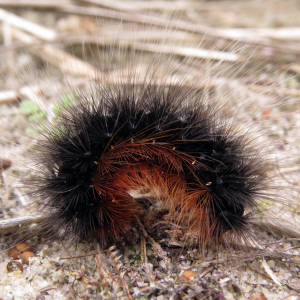 Brown bear caterpillar