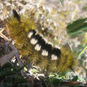 Dark tussock caterpillar
