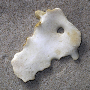 Borstbeen van zoogdier