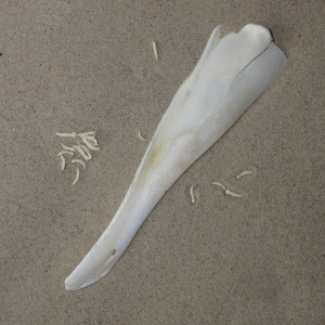 Toothed whale lower jaw