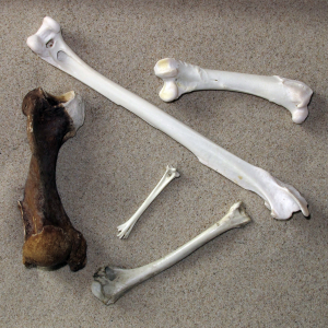 Mammal long bone