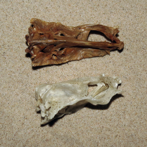 Flatfish skull