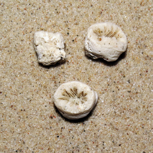 Cup coral, fossil