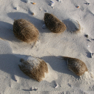 Seeball Polypenstöcke