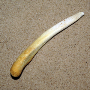 Seal penis bone