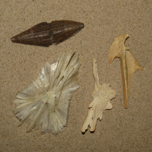 Fish skull fragments