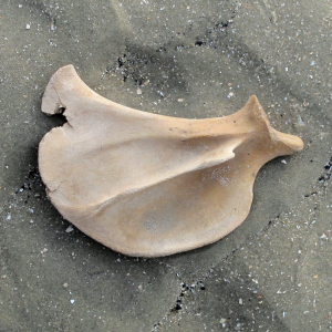 Schouderblad van zoogdier