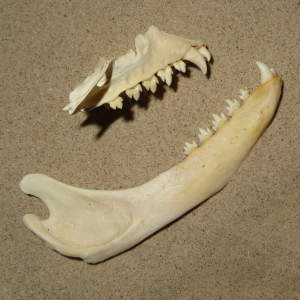 Seal molar