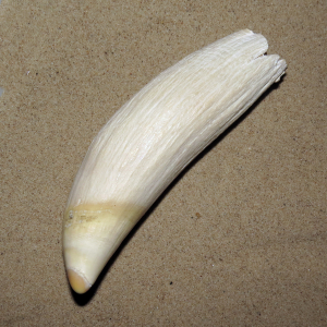 Sperm whale tooth