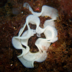 Sea slug eggs