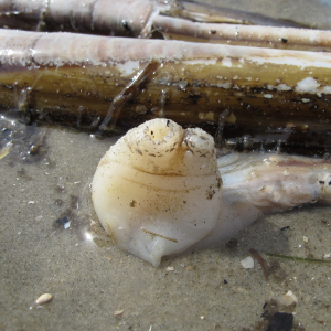 Razor clam siphon