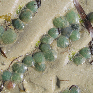 Spotted paddleworm eggs