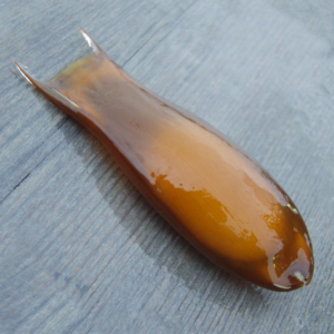 Black-mouthed dogfish egg case