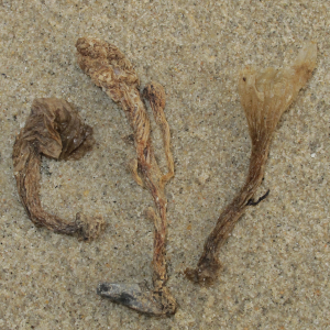 Hüllen Keulenseescheide