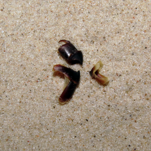 Schnabel eines Kopffüßers