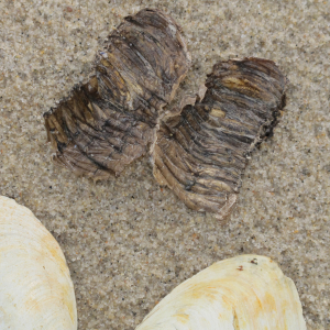 Softshell clam siphon skin
