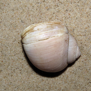 Bruchkanten an Schalen