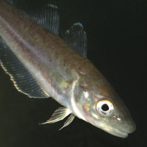 Zwart gevlekte zuigworm