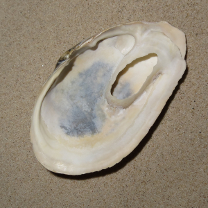 Tweekleppige (beide kleppen aanwezig)