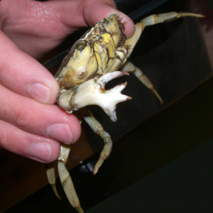 Crab claw malformation