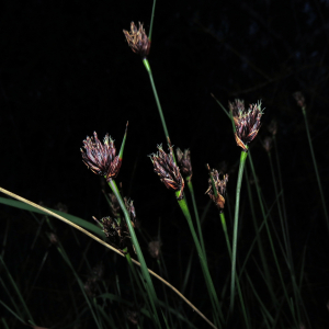Black bog-rush