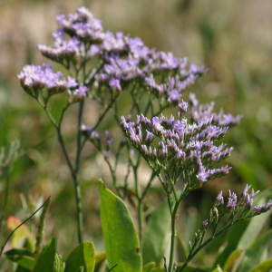 Tætblomstret hindebæger