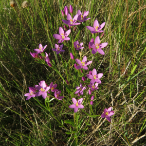 Strand-Tausendgüldenkraut
