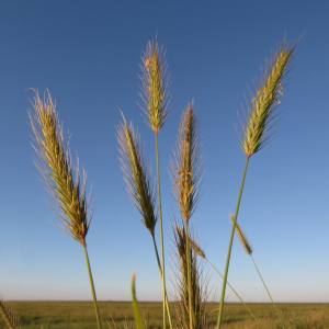 Meadow barley
