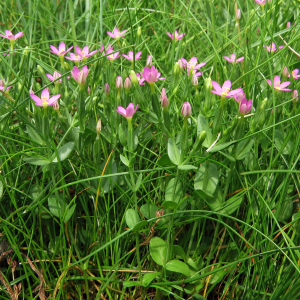 Zierliches Tausendgüldenkraut
