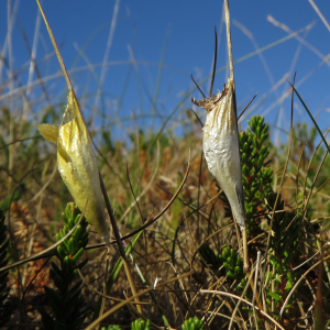 Kokon Blutströpfchen-Falter