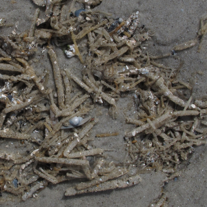 Röhrenhülle Bäumchenröhrenwurm