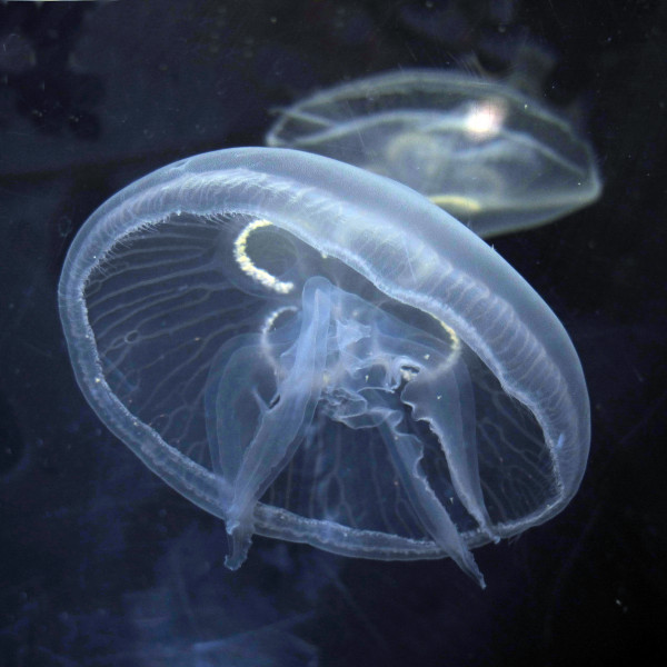 Medusen Quallen Medusa Ohrenqualle Schirmqualle FARBDRUCK von 1912 Jellyfish 