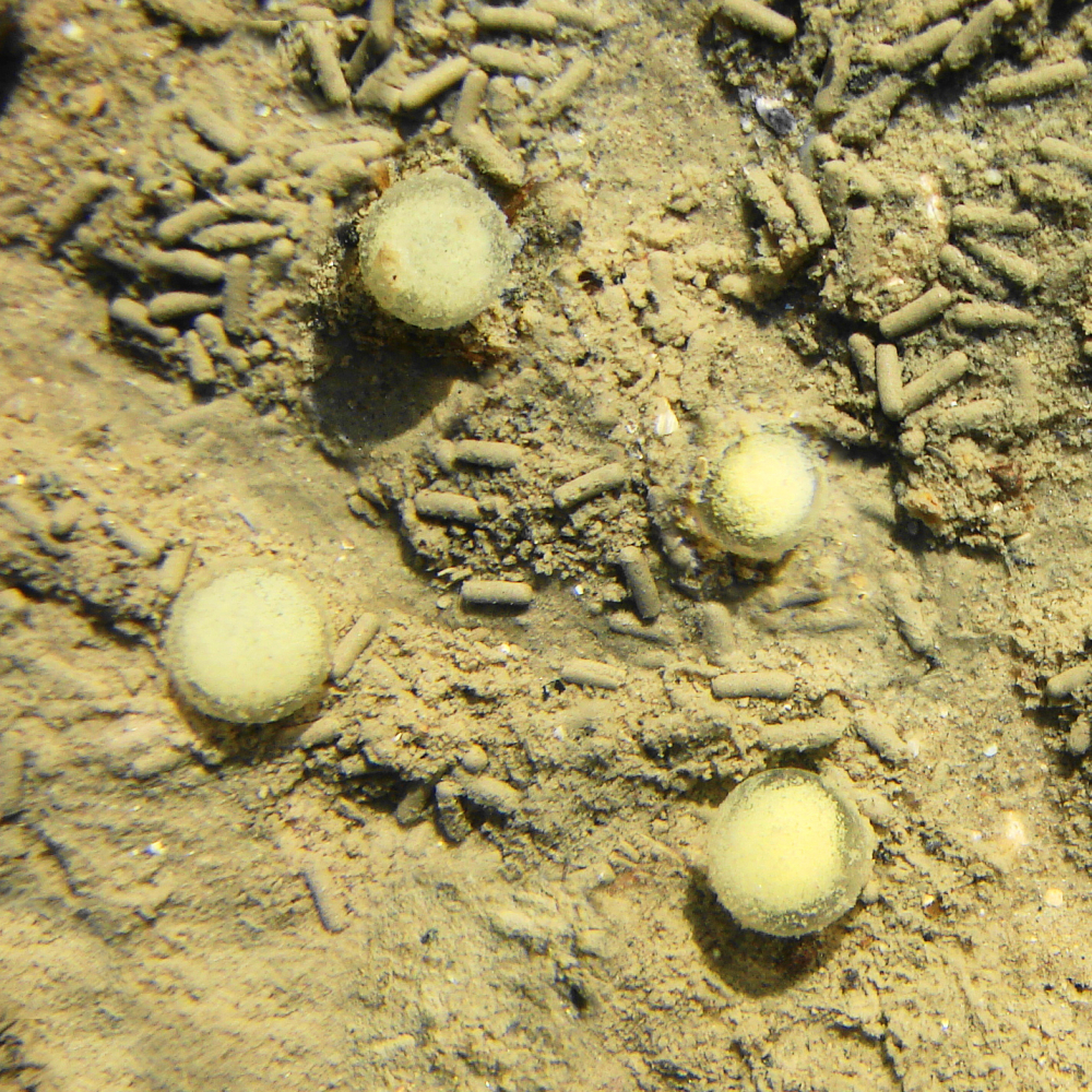 Eggs of polychaete worms